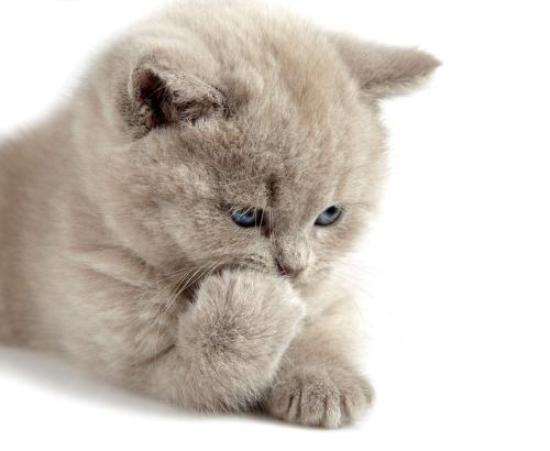 3124ʱ͡ͼ۸ÿϵ90Ԫ85Ԫ