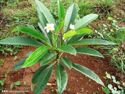 һ䡰ѵͷͥĸеǧ֮